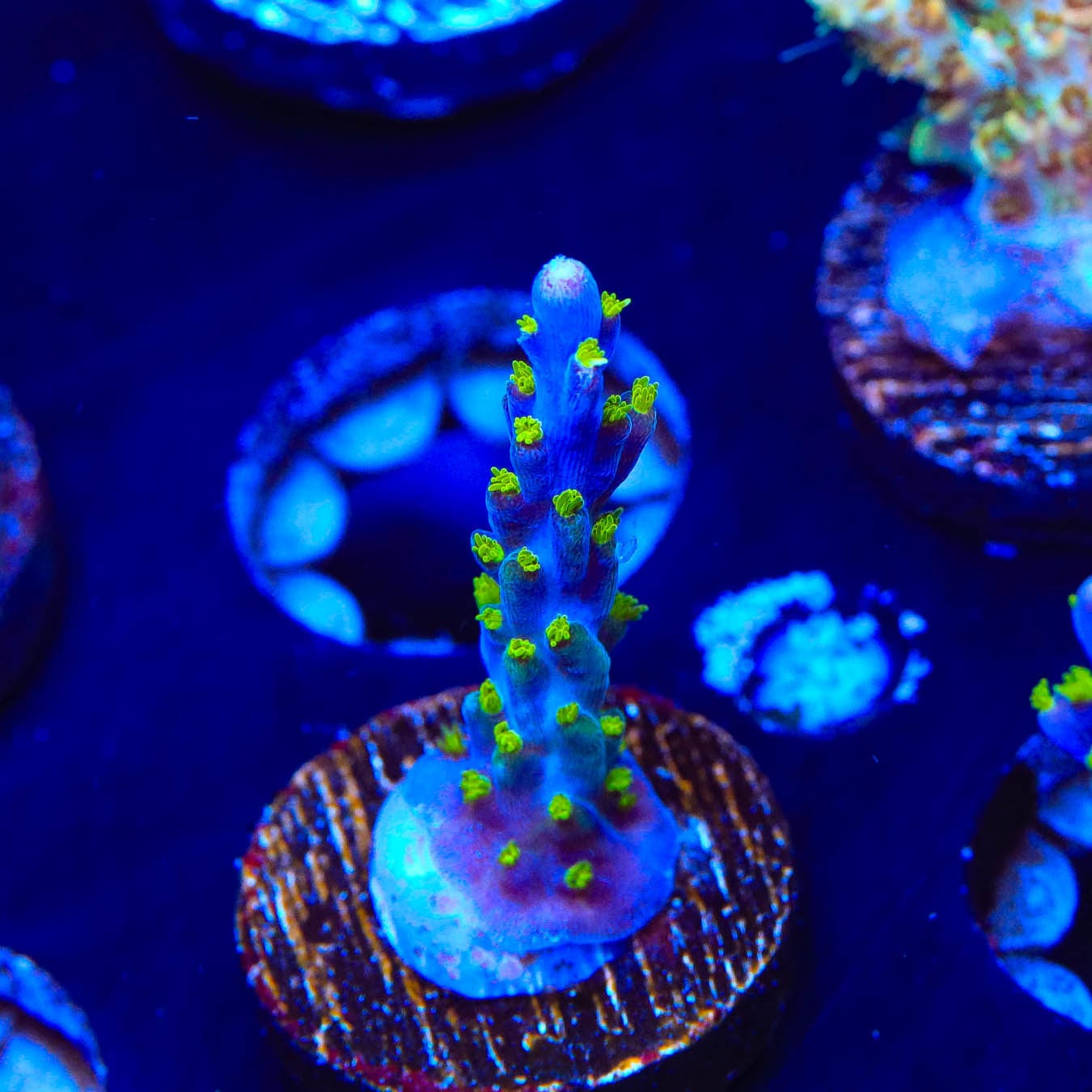 Premium Garf Bonsai Acropora Coral for Saltwater Aquariums - Vibrant Live Coral Frag for Reef Tanks & Marine Displays