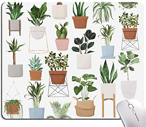 13 Pot Plant
