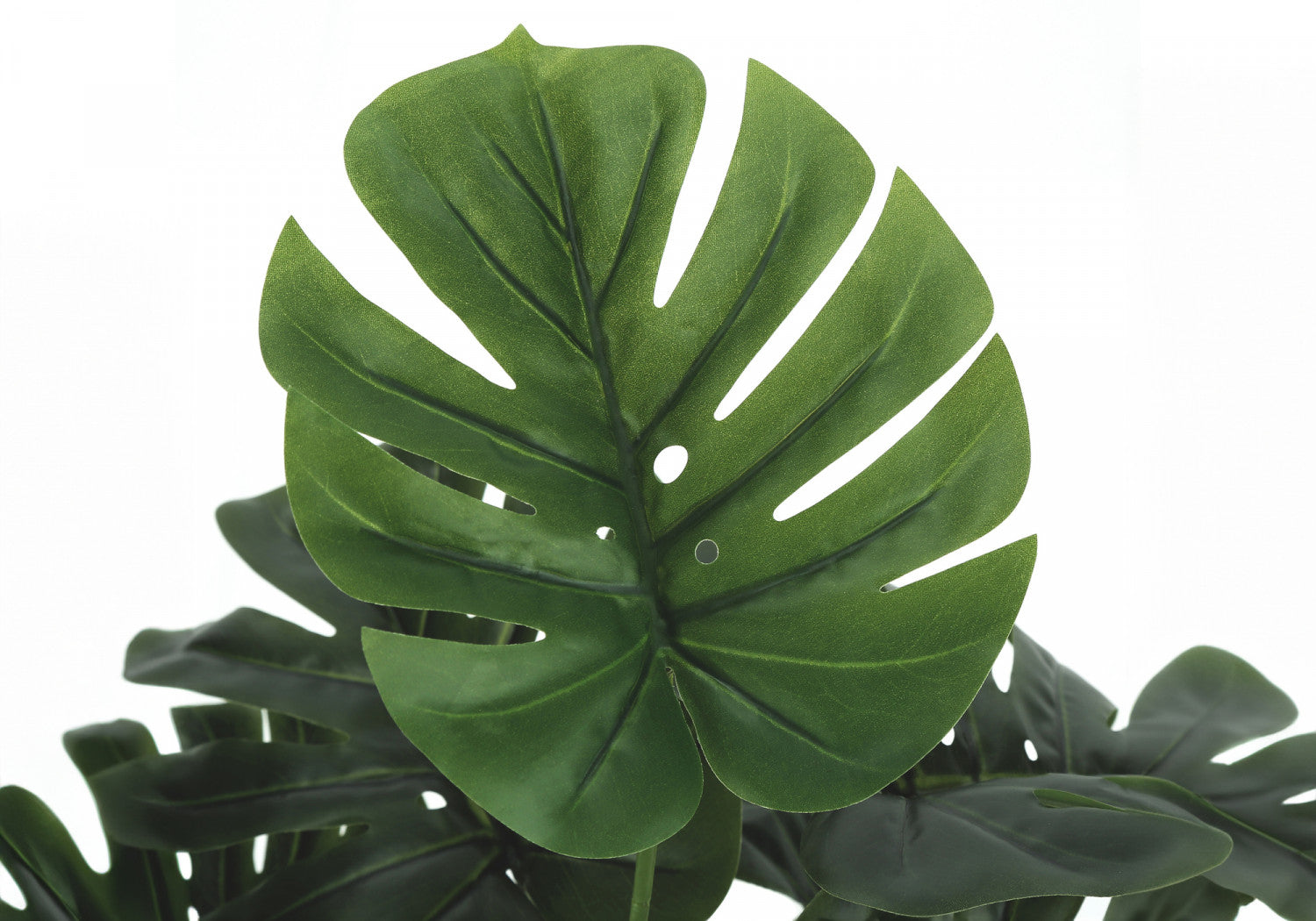 24 Inch Monstera Deliciosa Swiss Cheese Plant with 5 Black Nursery Pots - Indoor Tropical Houseplant for Home Office Decor, Living Room & Bedroom Greenery