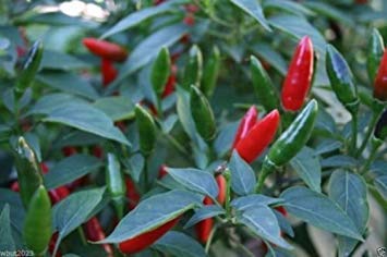 African Bird’s Eye Chili Seeds (100 Count) - Malawi Piri Piri Hot Pepper, African Devil Chili - Perfect for Home Gardening, Spicy Cooking & Hot Sauce Making