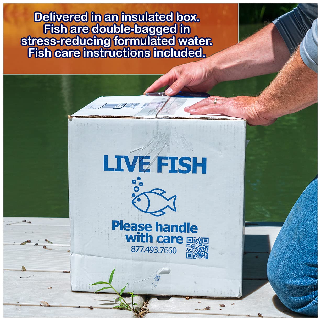 Live Goldfish Mix for Ponds - 10 Pack of 3-5