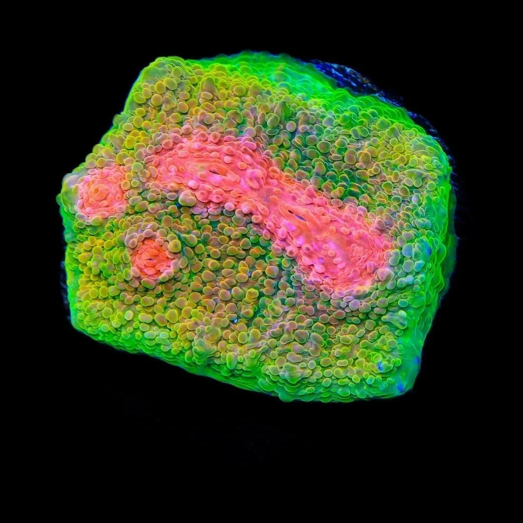 3G Mummy Eye Chalice Coral - Premium Live Coral for Saltwater Aquariums | Perfect for Reef Tanks & Marine Displays