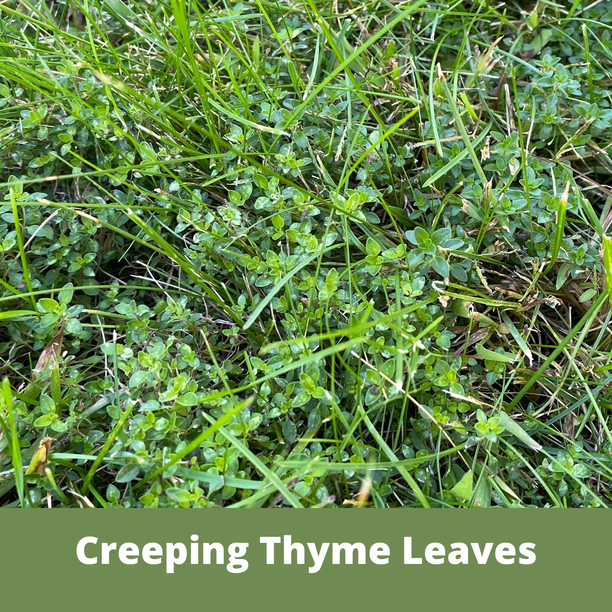 Organic Creeping Thyme Seeds for Ground Cover - Drought Resistant, Bee Friendly Lawn Alternative - Perfect for Eco Gardens, Pathways & Rock Gardens