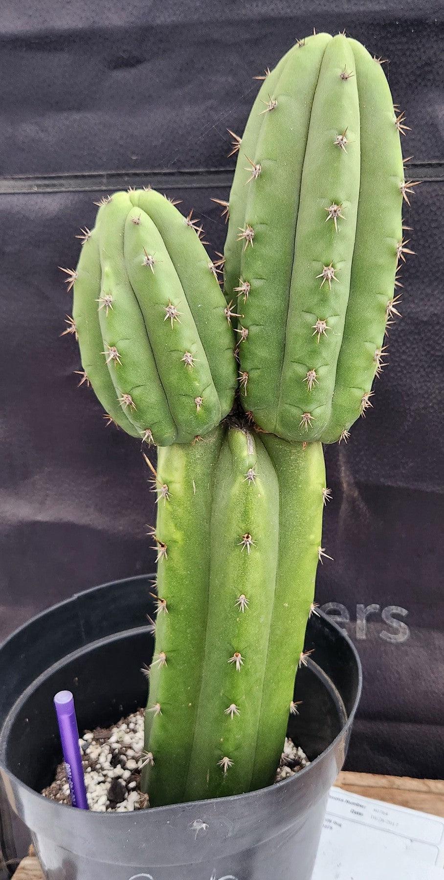 EC255 Trichocereus Hybrid Pachanoi x Pachanoi Kathleen Cactus - 16 Inch Tall | Rare Collectible Succulent for Home Decor & Garden Landscaping