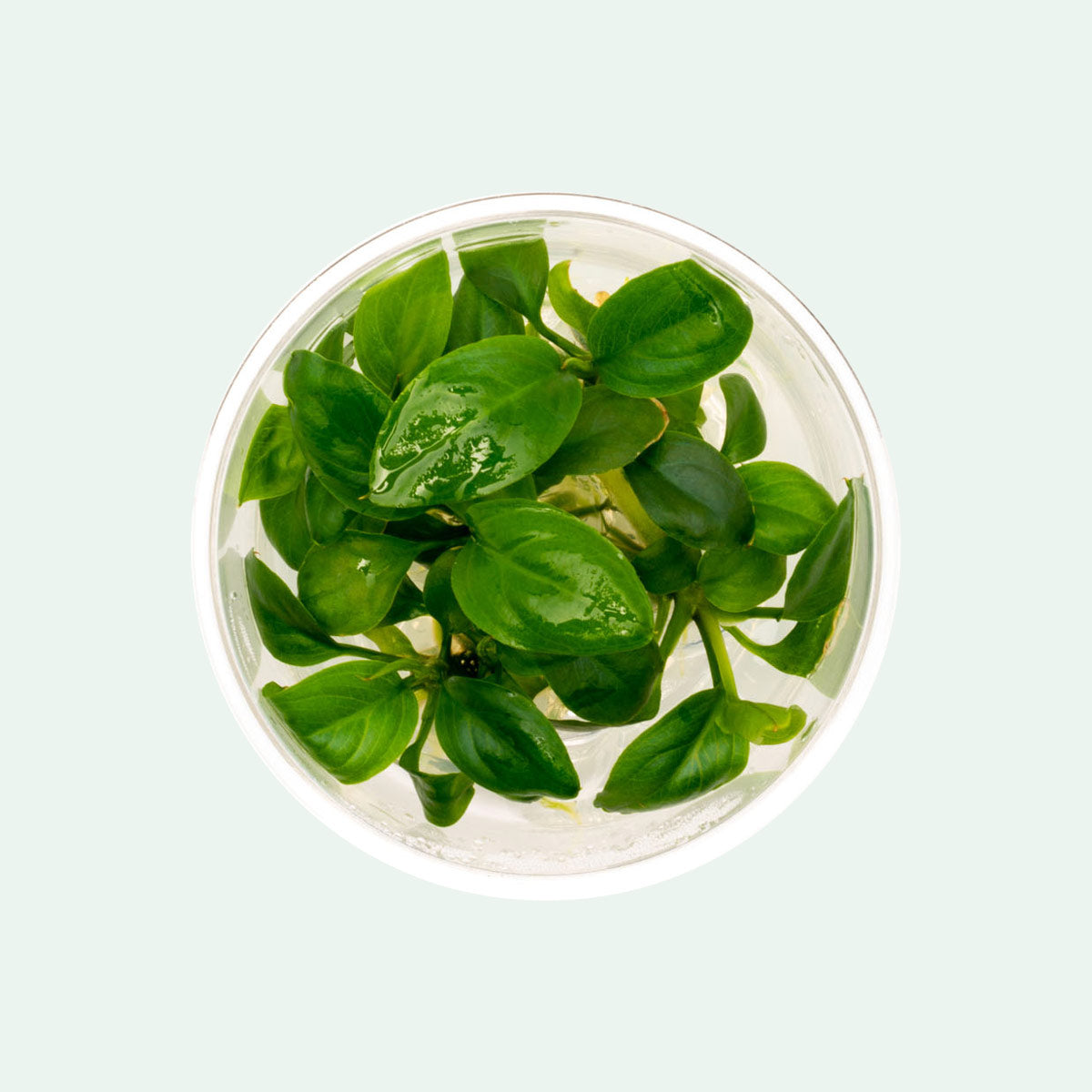 Anubias Heterophylla Aquatic Plant - Live Freshwater Aquarium Plant for Fish Tanks, Ponds & Terrariums - Easy Care Low Light Plant for Beginners