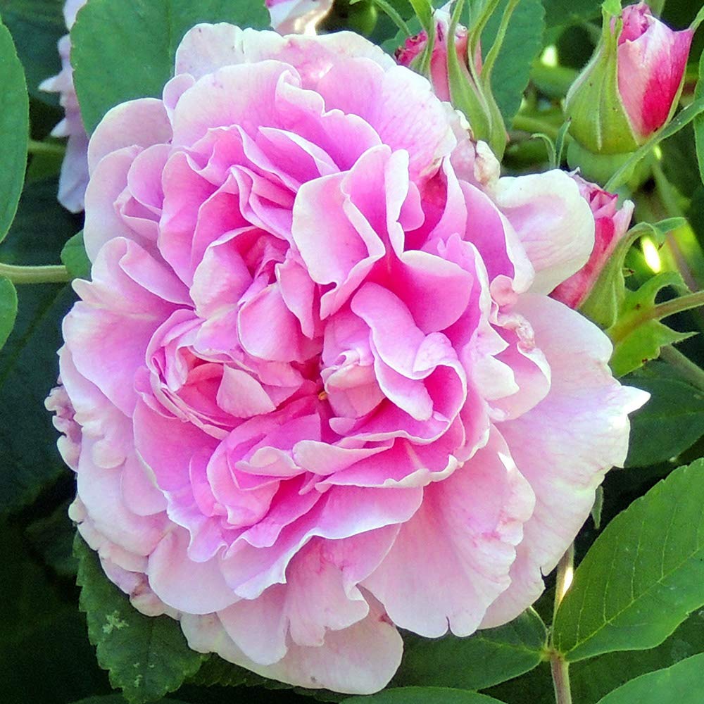 Heirloom Roses Thérèse Bugnet Nearly Thornless Rugosa Rose Bush - Live Pink Rose Plant for Outdoor Planting | Perfect for Gardens, Landscaping & Cut Flower Arrangements