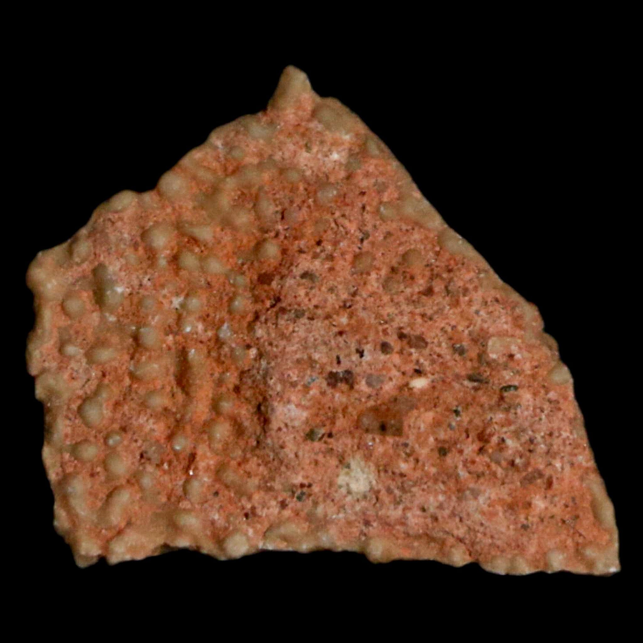 Authentic 0.5 Megaloolithus Titanosaur Dinosaur Fossil Egg Shell from Bouches-du-Rhône, France - Rare Collector's Item for Museum Display & Paleontology Enthusiasts - Perfect for Educational Exhibits, Home Decor, and Science Classrooms