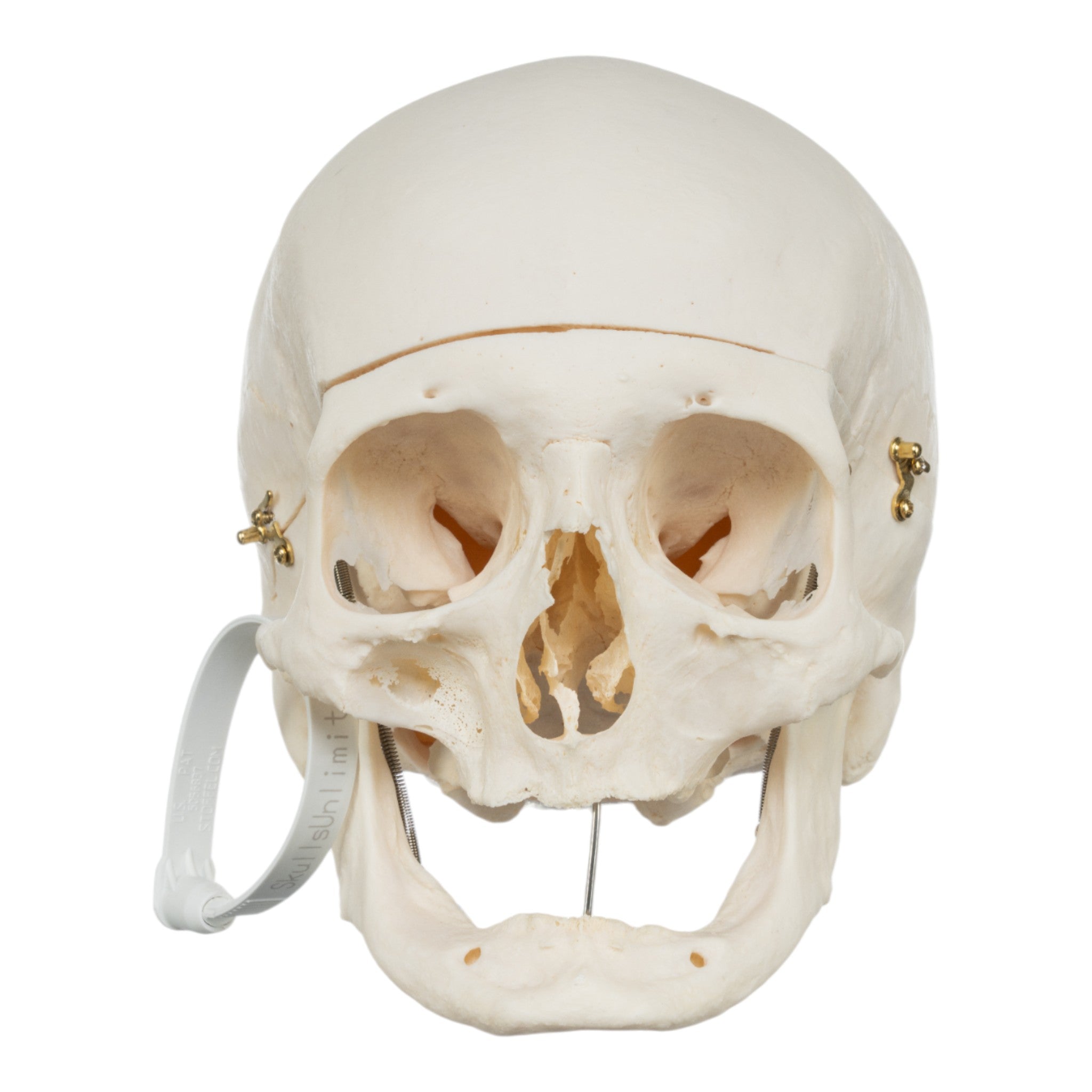 Premium Anatomical Human Skull Model - Accurate Medical & Educational Tool for Students, Doctors & Researchers | Perfect for Classroom, Lab & Medical Training