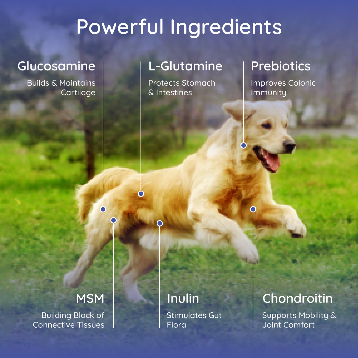 Premium Dog Electrolyte & Joint Support Supplement - Beef Flavor for Active Dogs | Post-Workout Recovery & Senior Dog Mobility Aid