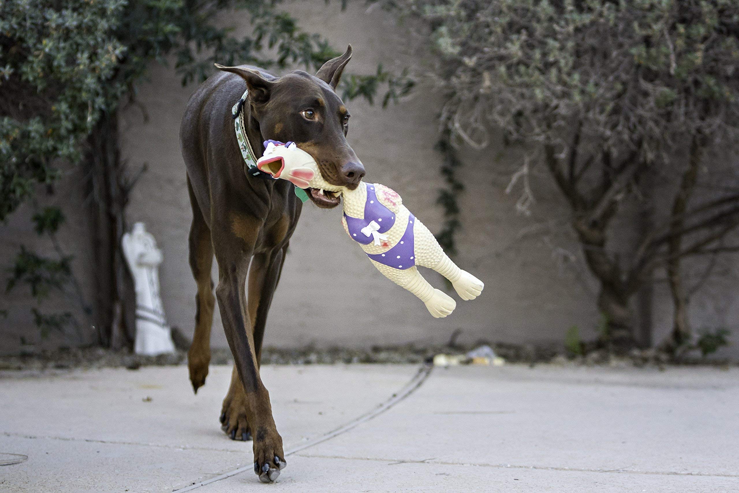 Outward Hound by Charming Pet Squawkers Henrietta Latex Rubber Chicken Interactive Dog Toy - Large Size, Durable & Squeaky for Playtime, Fetch & Training | Perfect for Medium to Large Dogs, Outdoor & Indoor Fun