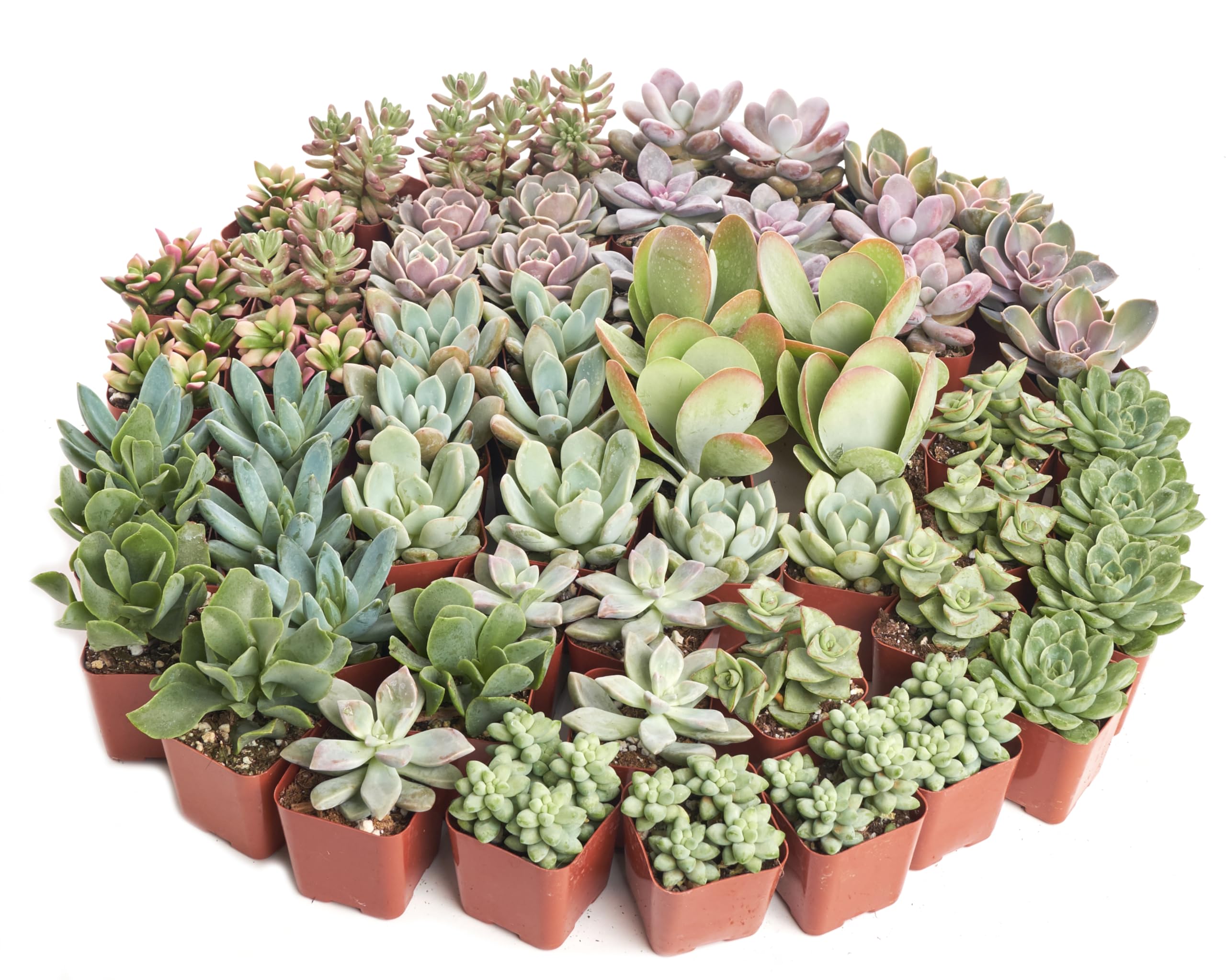 140 Pack Live Indoor Pastel Succulent Plants - Fully Rooted Soft Hue Collection for Home & Office Decor | Shop Succulents for Gifts, Wedding Centerpieces & Terrarium Arrangements