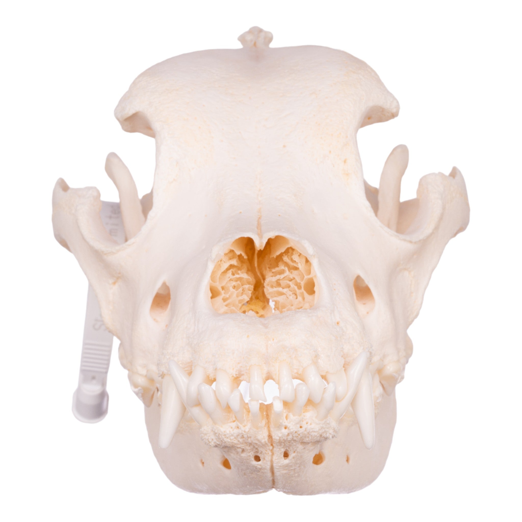 Authentic Saint Bernard Dog Skull - Real Domestic Canine Specimen for Veterinary Study, Taxidermy & Gothic Decor
