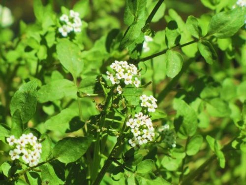 1000 FINE Curled Peppergrass Seeds - Lepidium Sativum (Peppercress/Watercress) - Organic Vegetable Sprouting Seeds for Salads, Sandwiches & Healthy Microgreens - Perfect for Home Gardening & Hydroponics