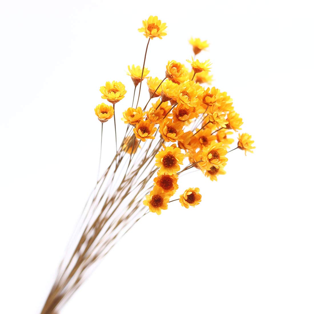 Natural Dry Flowers Brazilian Daisy Bouquet - Wedding & Home Decor (Orange)