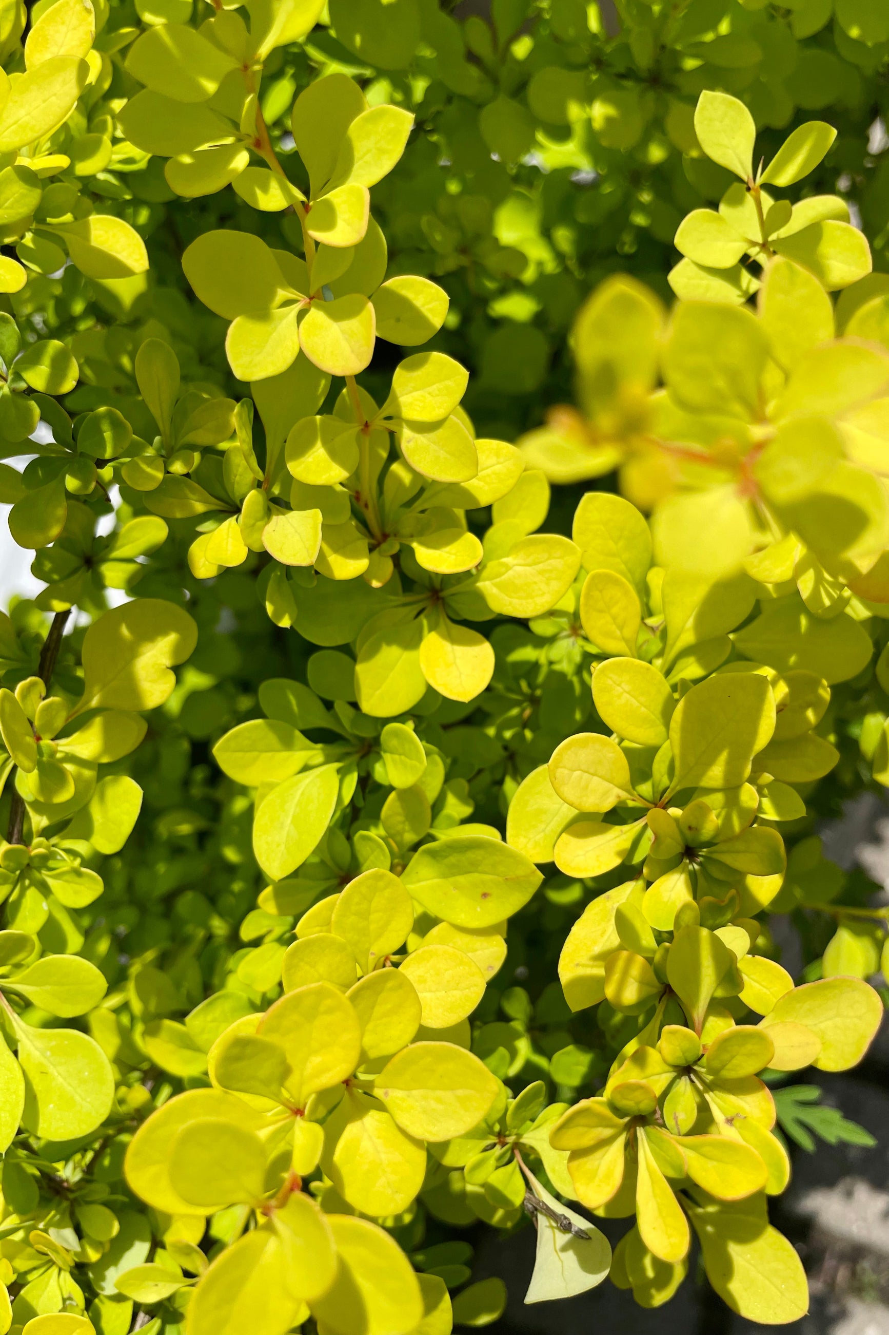 Buy Berberis thunbergii 'Aurea' #3 - Golden Japanese Barberry Shrub for Landscaping & Garden Borders | Drought-Tolerant Hedge Plant for Sunny Yards
