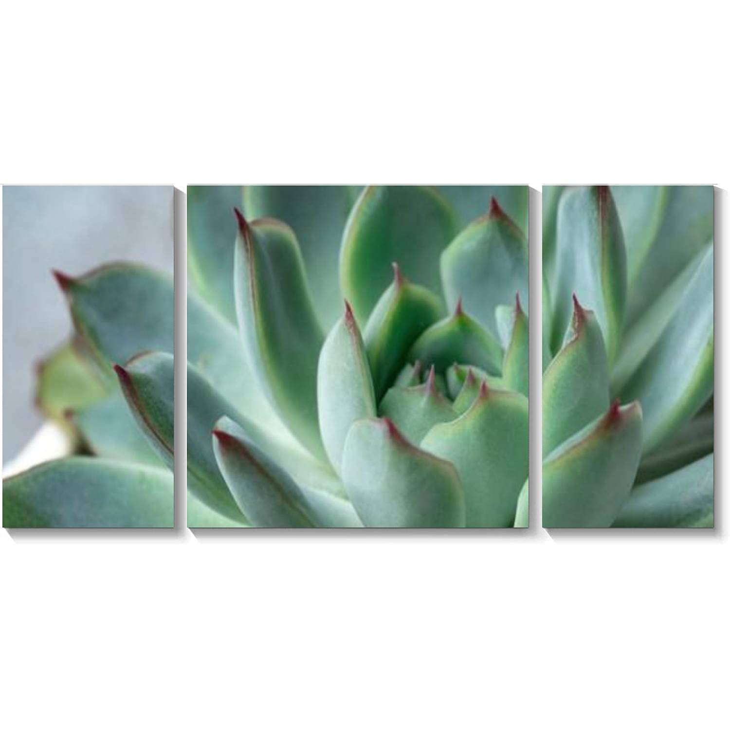 3 Panels Canvas Wall Art - Close Up Green Echeveria Succulent HD Print Painting, Stretched and Framed Ready to Hang - Nature Inspired Home Decor for Living Room, Office & Bedroom