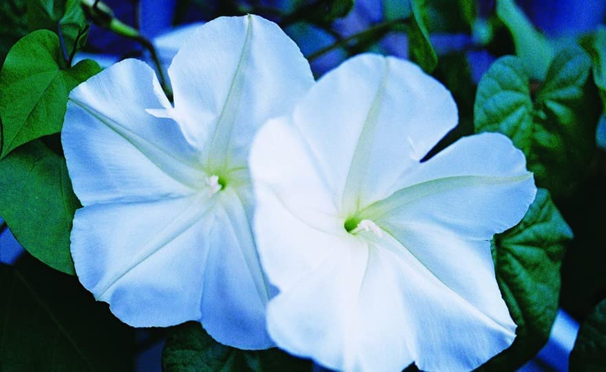 Moonflower