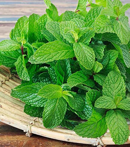 100% Pure Mint Powder for Face & Skin - Natural Peppermint Powder (Pudina Churna) 100g | Organic Facial Treatment, DIY Beauty Recipes & Ayurvedic Skincare