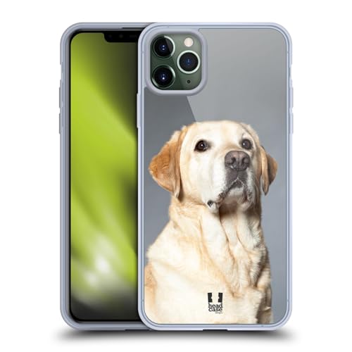 Blonde Labrador Retriever Dog