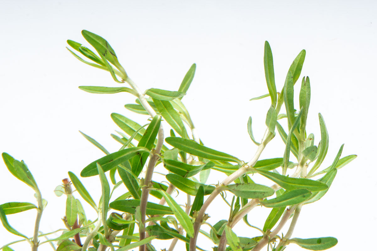 Rotala Florida Sunset Aquatic Plant for Aquariums - Live Freshwater Plant for Fish Tanks, Aquascaping, and Aquatic Gardens (Perfect for Nano Tanks, Shrimp Tanks, and Planted Aquariums)