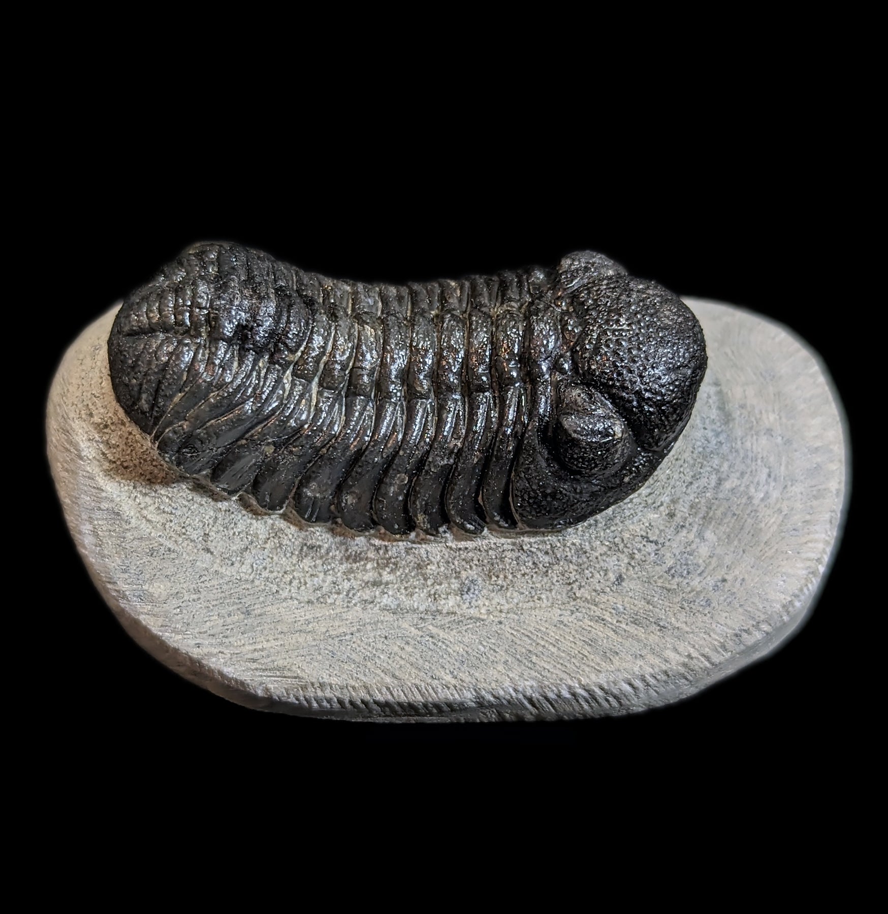 Eldredgeops Rana Trilobite Fossil in Matrix - Authentic Devonian Era Fossil Specimen for Collectors & Home Decor | Perfect for Science Enthusiasts & Unique Gift Ideas