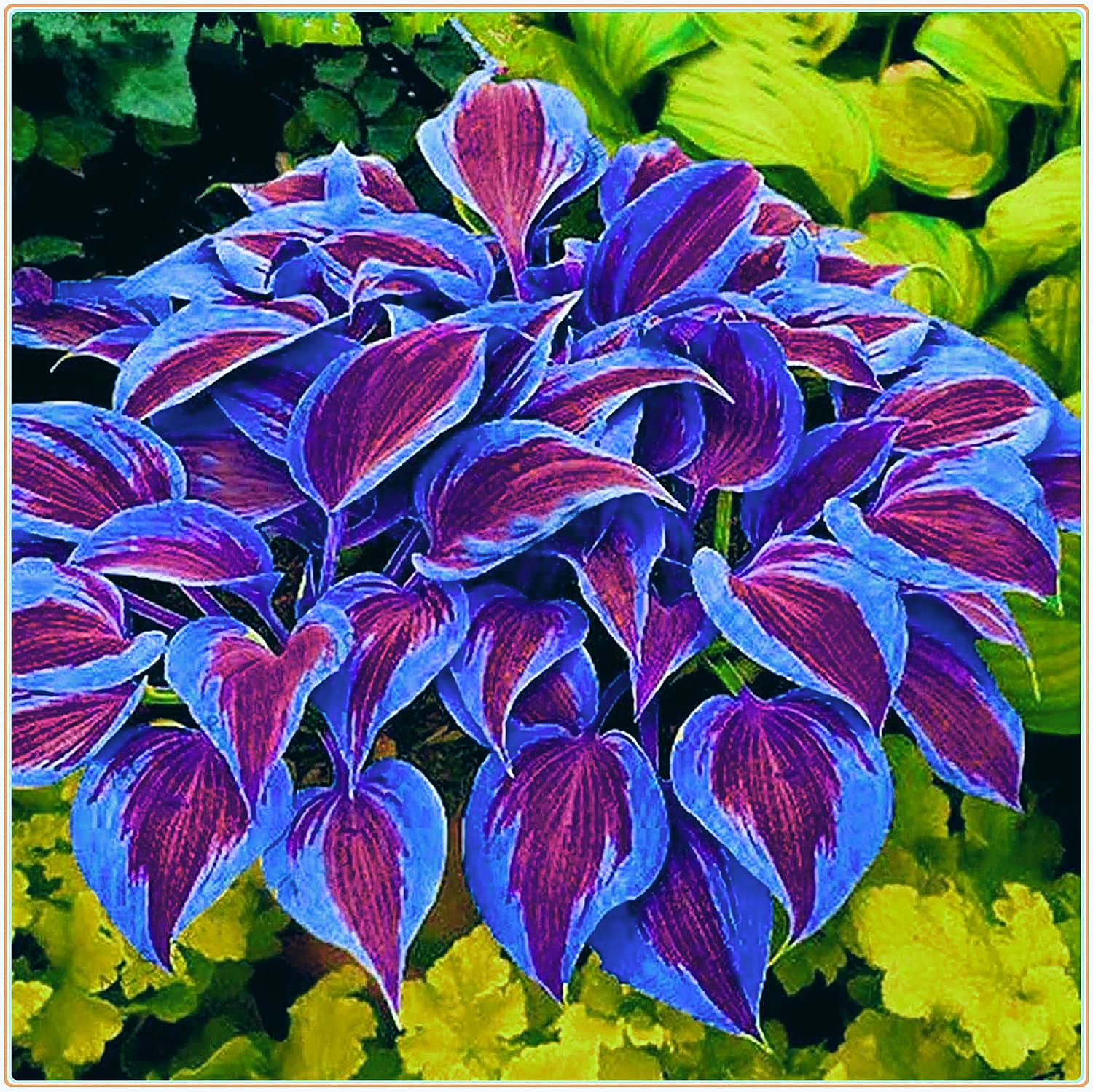 Perennial Hosta Tubers - Ready to Plant Year Round | Easy to Grow in Flower Pots & Gardens | Perfect Plant Gift for Home Decor & Landscaping