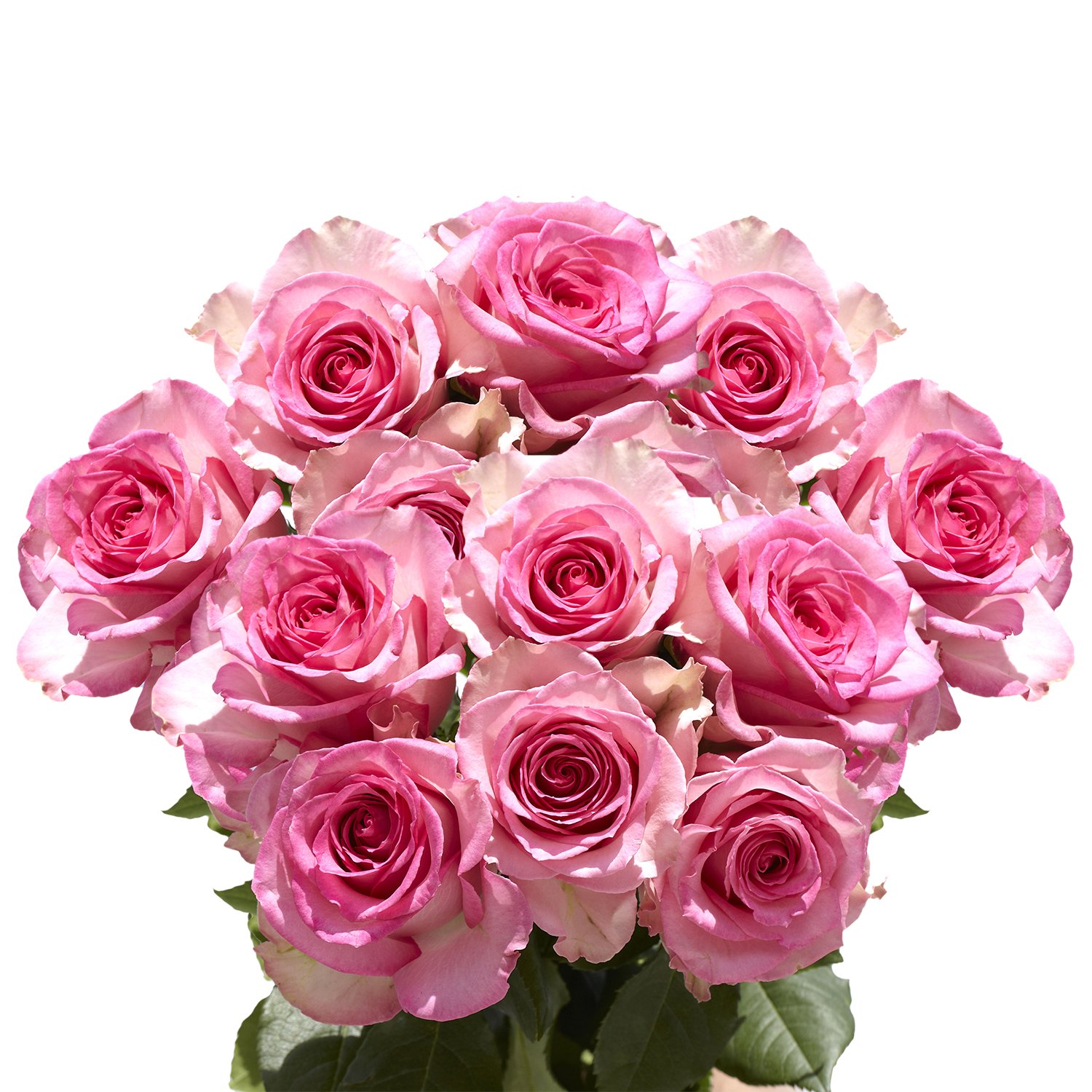50 Pink Lavender Attache Roses - Fresh Cut Flowers for Weddings, Anniversaries & Romantic Gifts | Natural Long-Lasting Blooms by GlobalRose