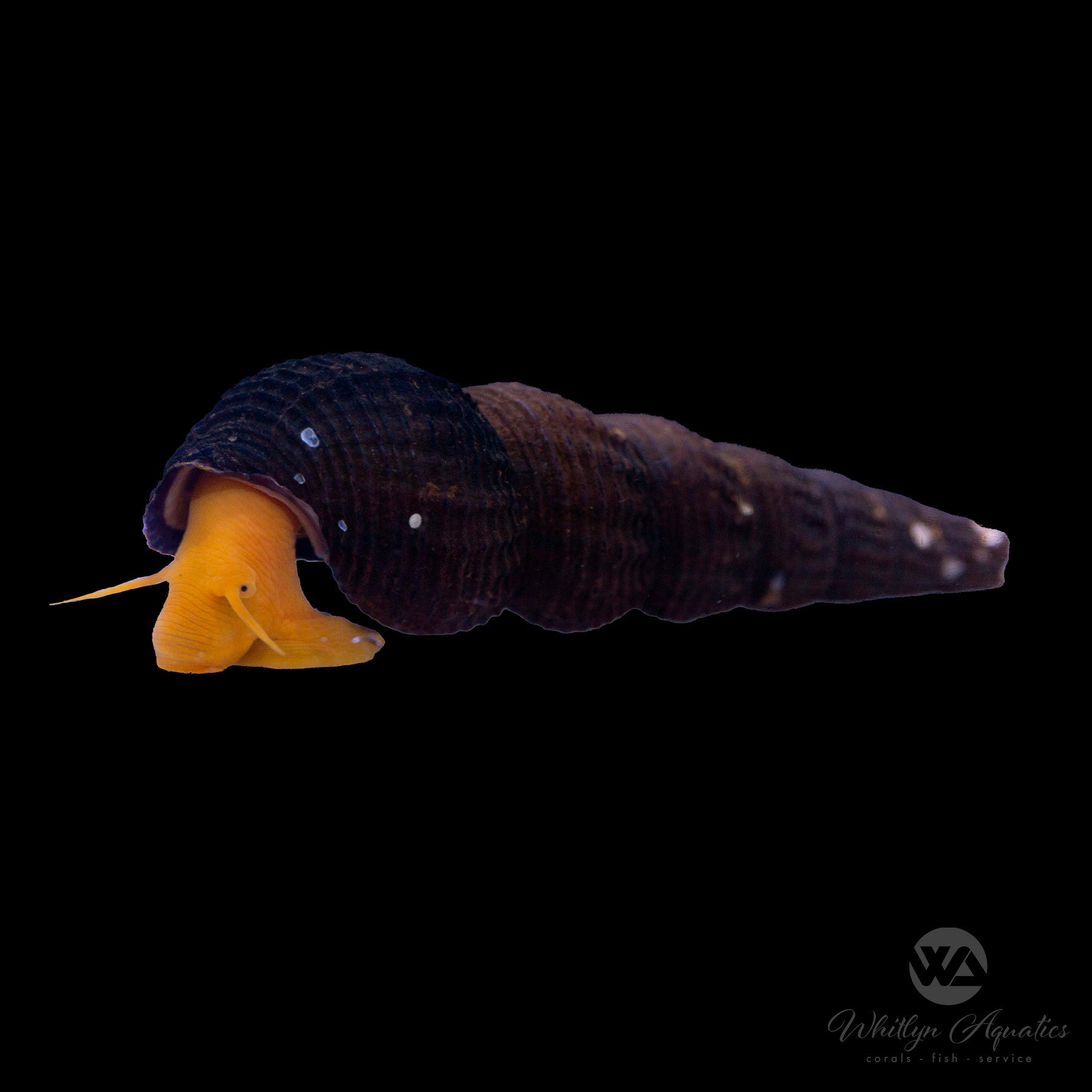 Premium Poso Orange Rabbit Snail (Tylomelania Gemmifera) - Live Freshwater Aquarium Snails for Fish Tanks, Planted Aquariums & Aquatic Ecosystems
