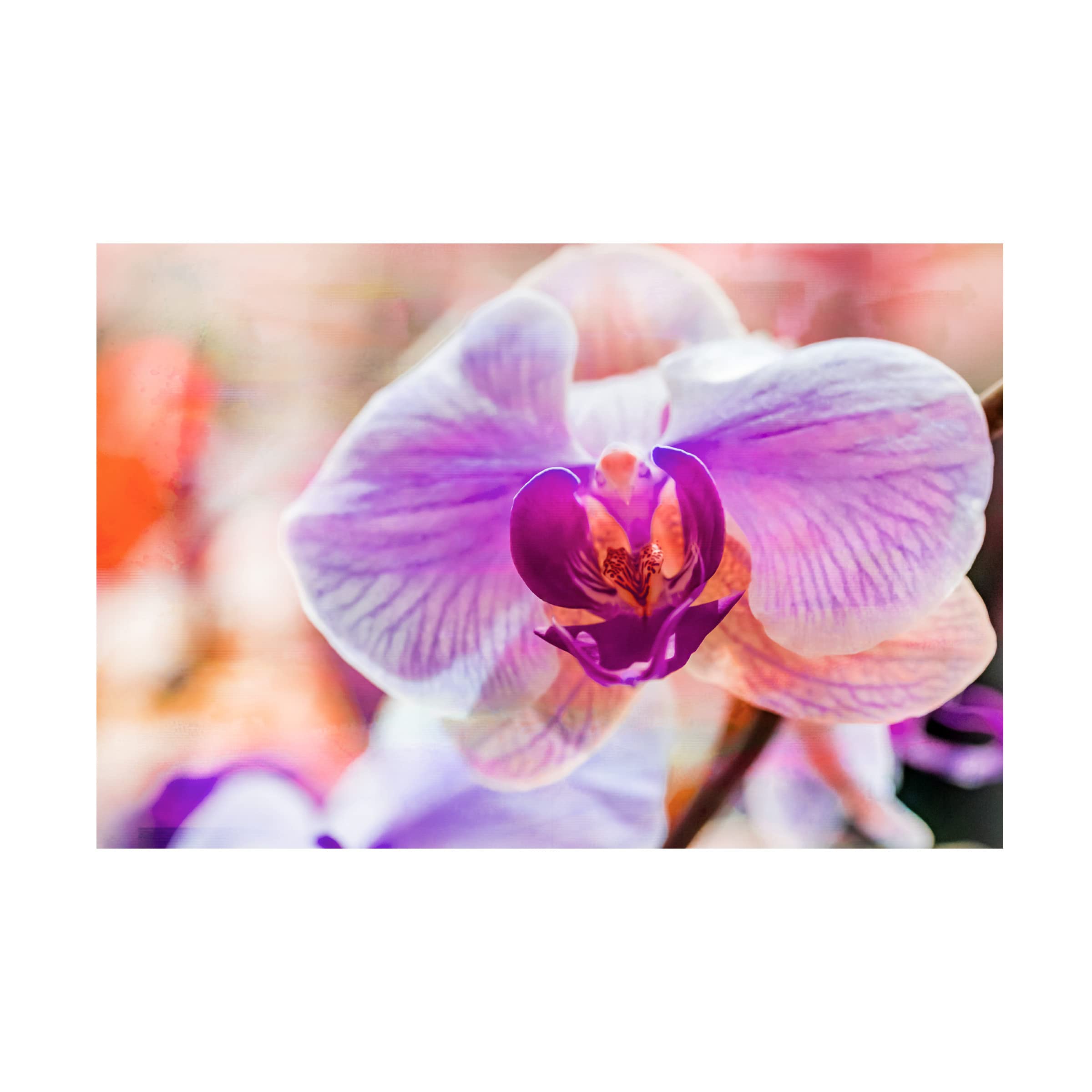 Eva Bane 'Orchid Vibrancy 05' Canvas Wall Art - 16x24 Inches Floral Painting, Modern Home Decor for Living Room, Bedroom & Office