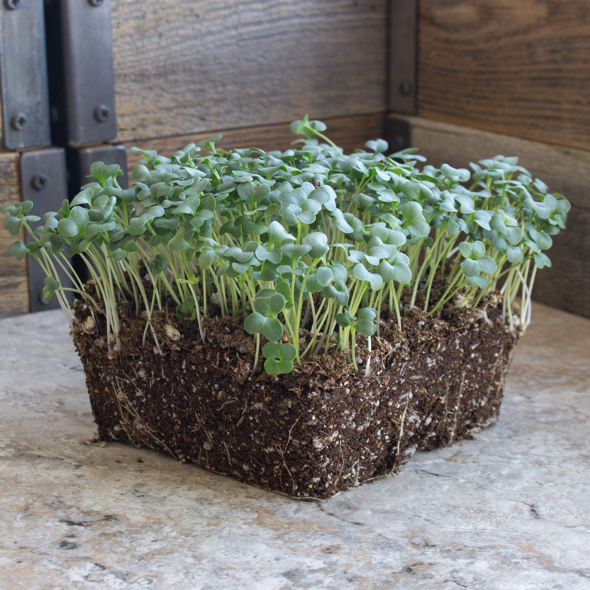 Ramoso Santana Sprouting Broccoli Seeds - 1 Oz ~9000 Seeds - Non-GMO, Open Pollinated - Vegetable Garden, Sprouts & Microgreens Seeds - Perfect for Home Gardening, Organic Farming & Healthy Eating