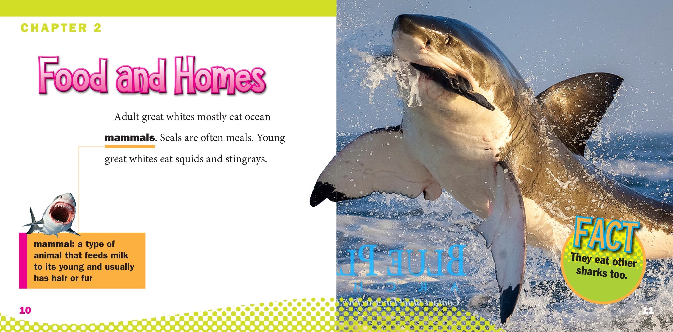 Great White Sharks - Realistic Shark Figurine for Collectors & Ocean Lovers - Perfect for Home Decor, Educational Display & Marine Theme Parties