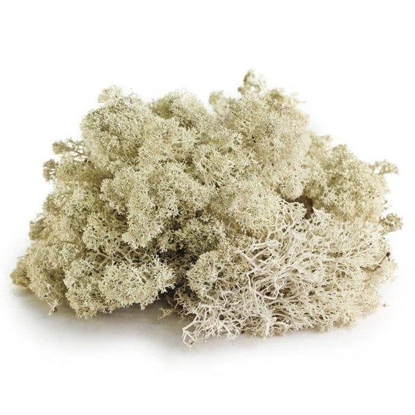 Galápagos Reindeer Moss - Natural Decorative Moss for Terrariums, Fairy Gardens & Home Decor | Air Plant & Succulent Accent