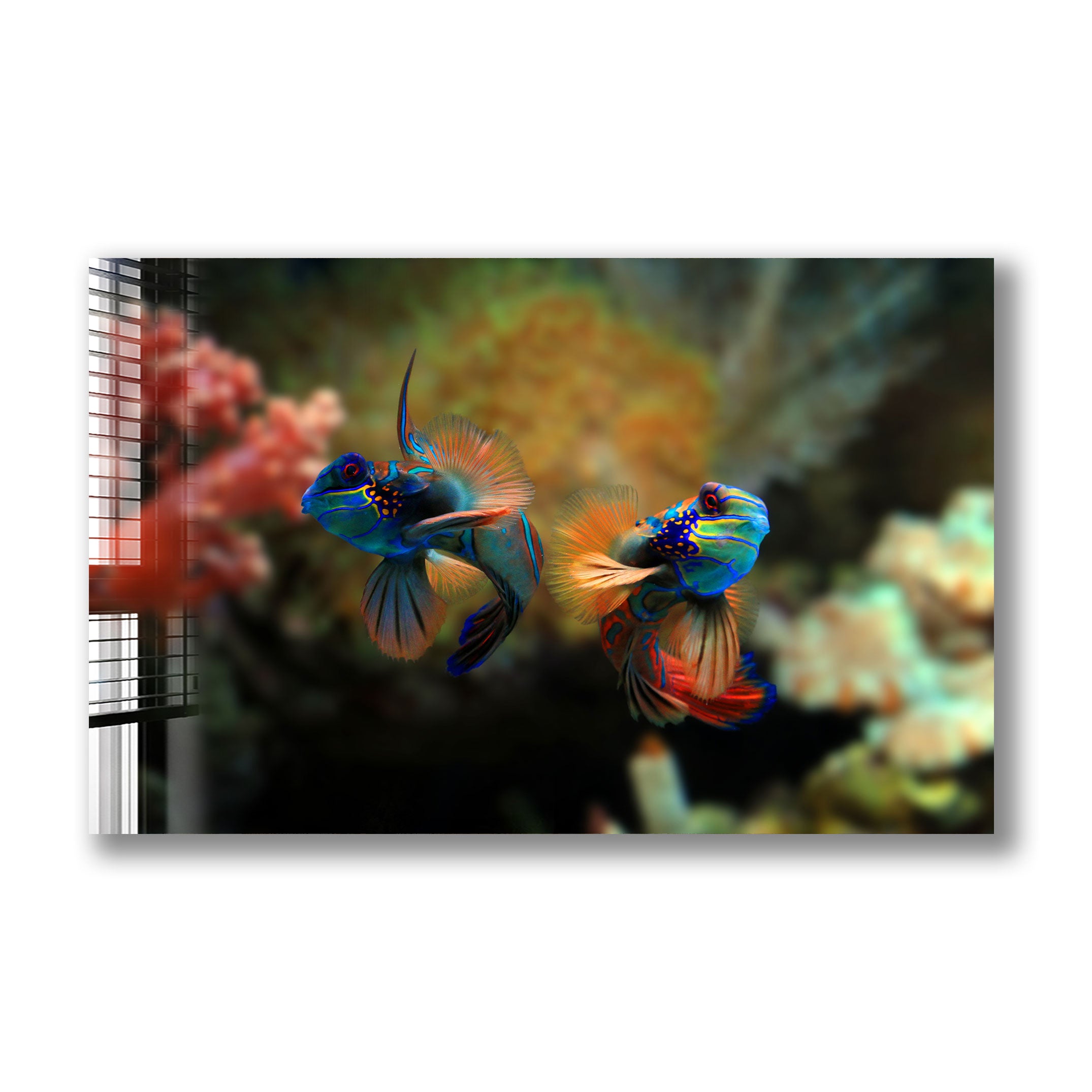 Fresh Mandarin Fish - Premium Quality Live or Frozen Mandarin Fish for Sushi, Asian Cuisine & Home Cooking | Perfect for Restaurants, Chefs & Seafood Lovers
