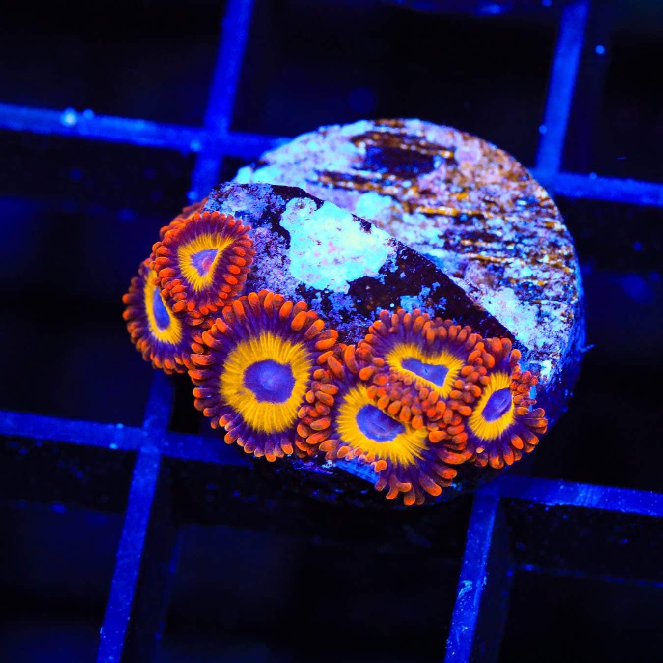 Fruit Loops Zoanthids Coral - Colorful Live Coral for Saltwater Aquariums | Perfect for Reef Tanks & Marine Displays