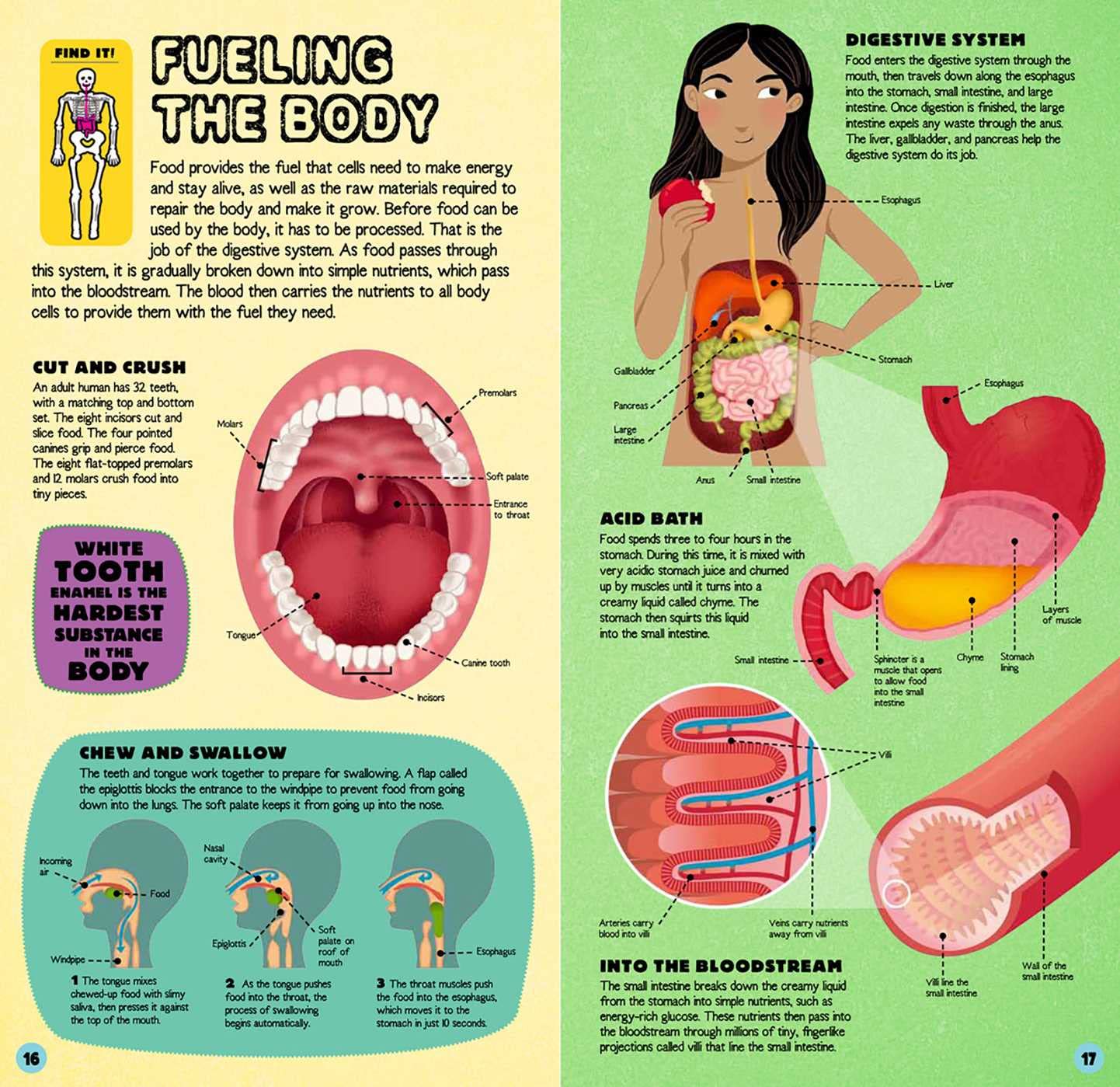 Build the Human Body - DIY Human Anatomy Model Kit for Kids & Adults | STEM Educational Science Toy for Classroom, Home Learning & Medical Study