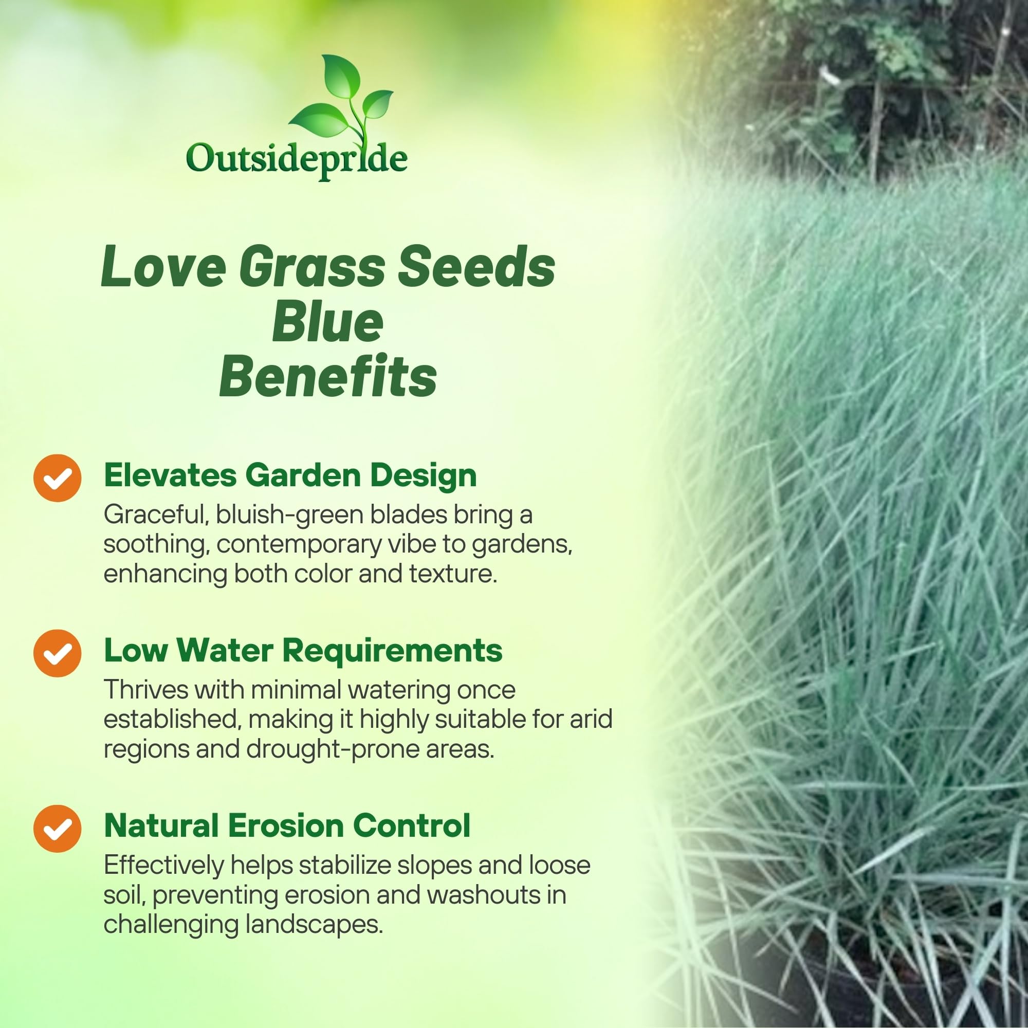 Outsidepride 1000 Seeds - Eragrostis Elliotii Blue Love Grass (Perennial Ornamental Grass) for Landscaping, Garden Borders & Drought-Tolerant Yards | Easy to Grow Flower Seeds for Home Gardeners