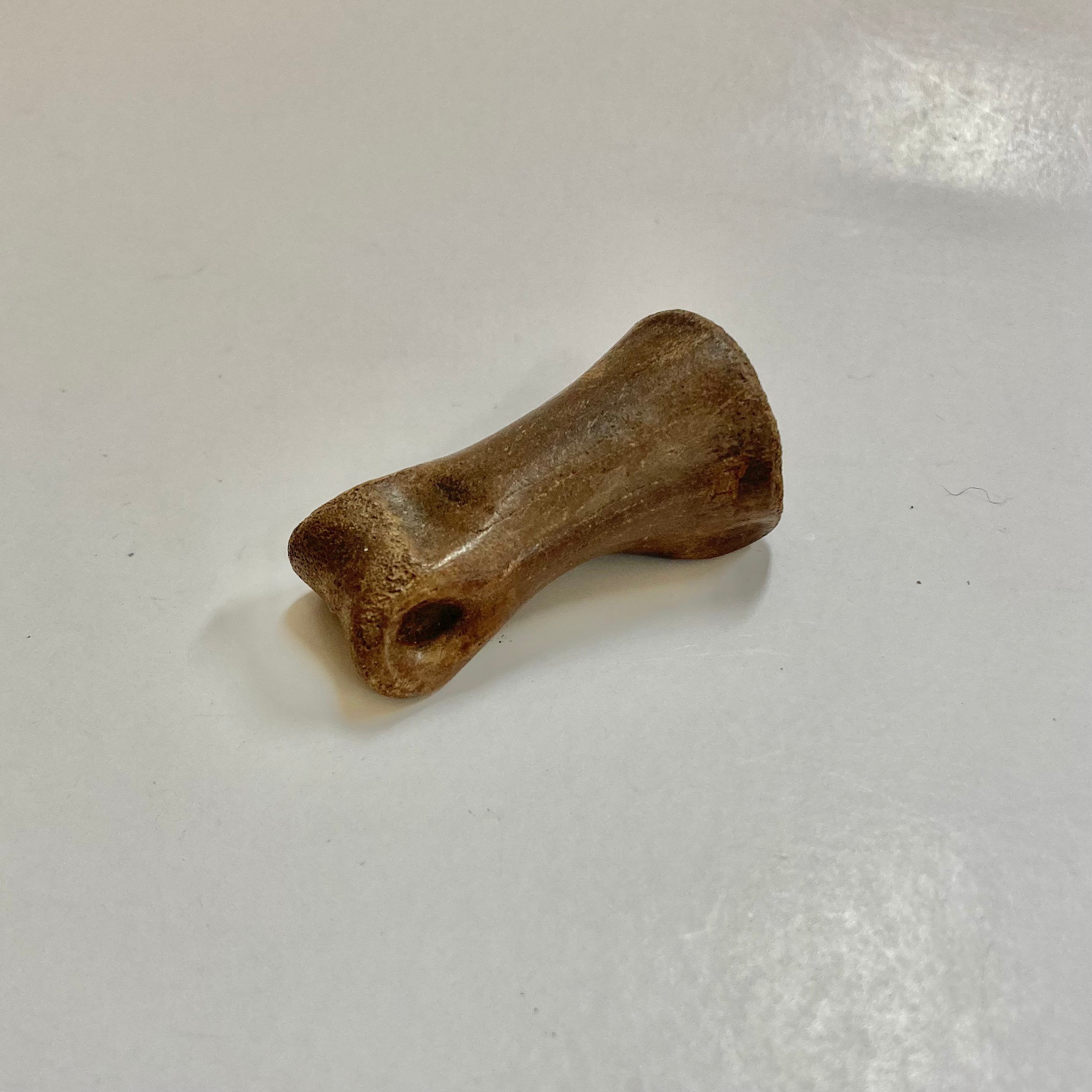 Authentic Struthiomimus Dinosaur Finger Bone Fossil - Rare Prehistoric Collectible for Paleontology Enthusiasts & Science Education Display