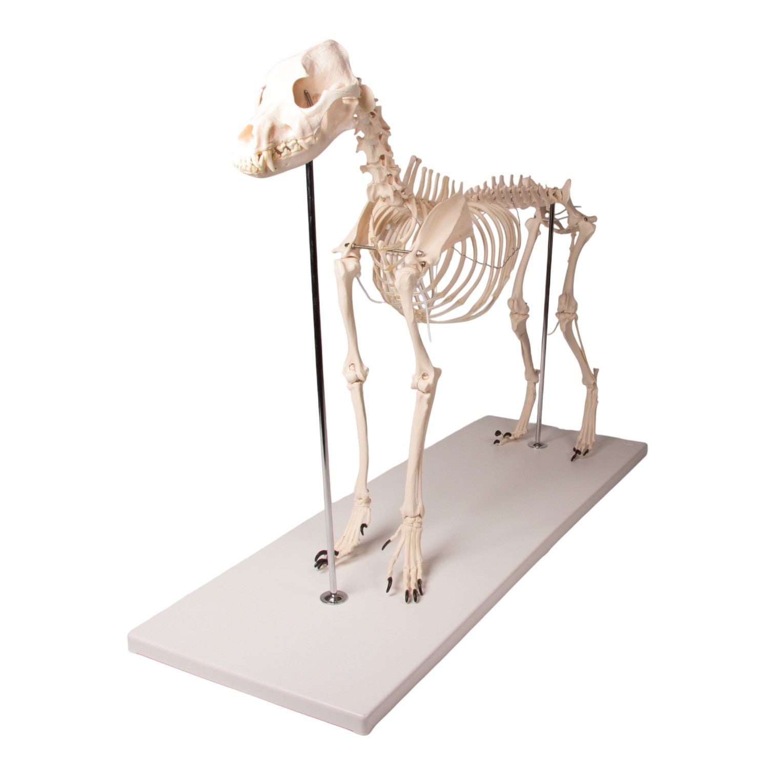 Realistic Replica Dog Skeleton Olaf - Halloween Pet Costume & Home Decor for Spooky Parties, Themed Events, and Veterinary Education