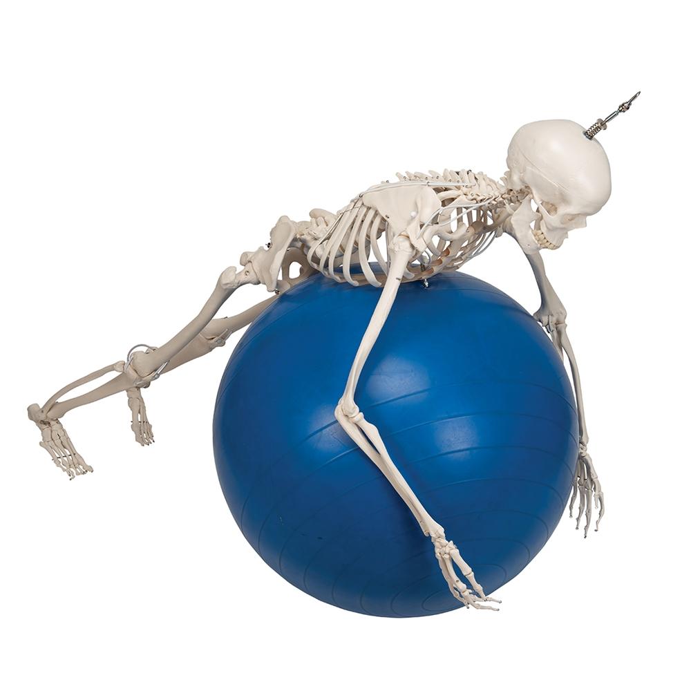 Posable Functional Skeleton Model - Frank Anatomical Figure for Medical Education & Halloween Decor | Perfect for Classroom, Doctor Office & Haunted House Displays
