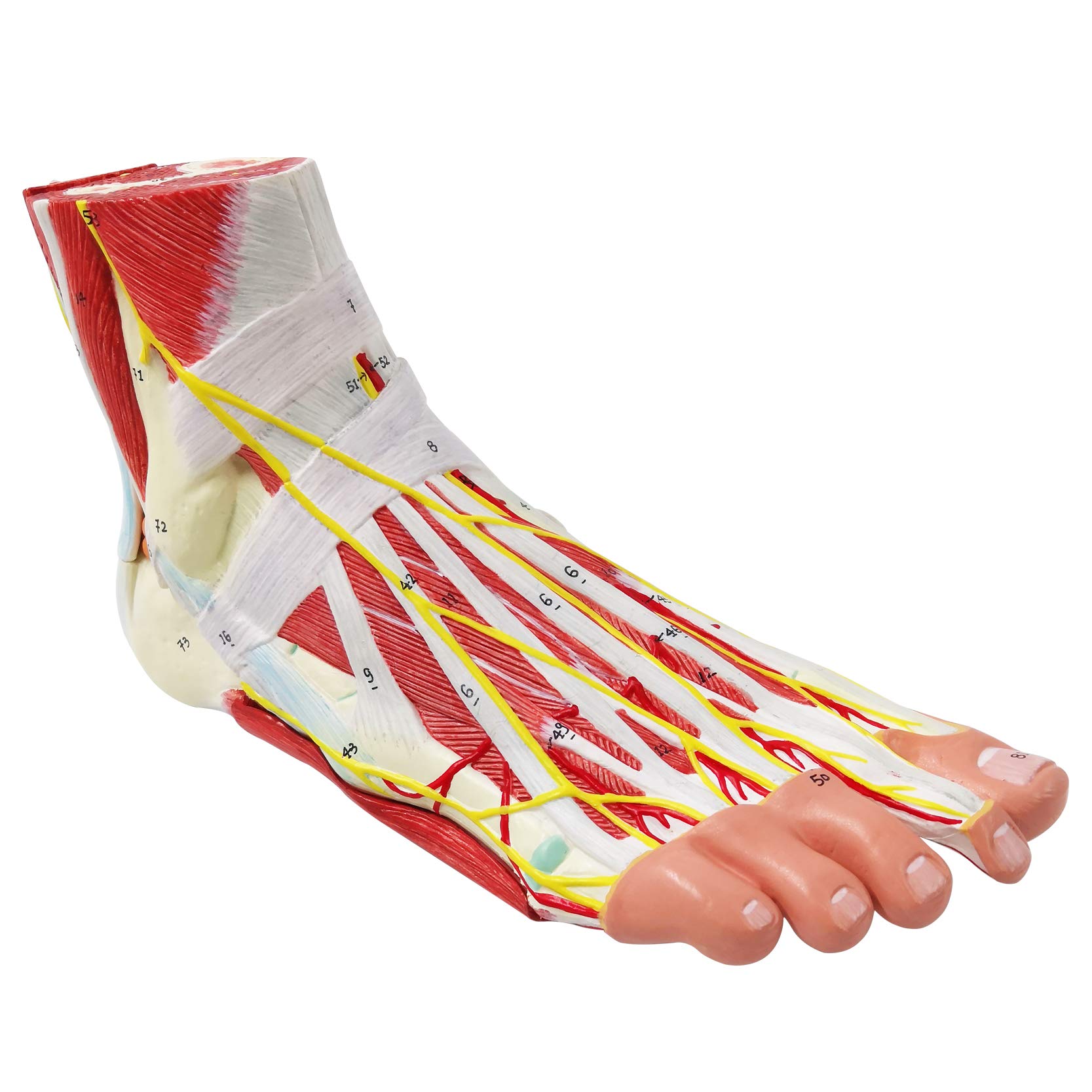 9-Part Anatomical Foot Model - Detailed Human Foot Bones, Muscles, Ligaments, Nerves & Blood Vessels with 81 Digital Markers | Medical Education, Physical Therapy & Classroom Learning Tool