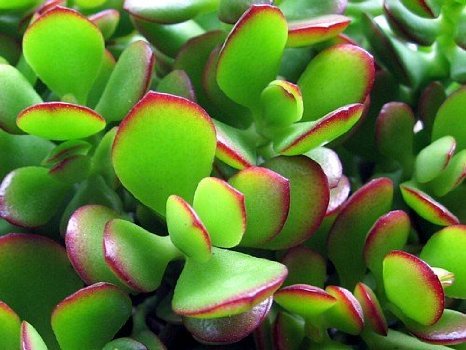 Jade Plant (Crassula Ovata) - Easy to Grow Succulent in 4 Inch Pot - Perfect for Home Decor, Office Desk & Gift Giving - Unique from JMBamboo