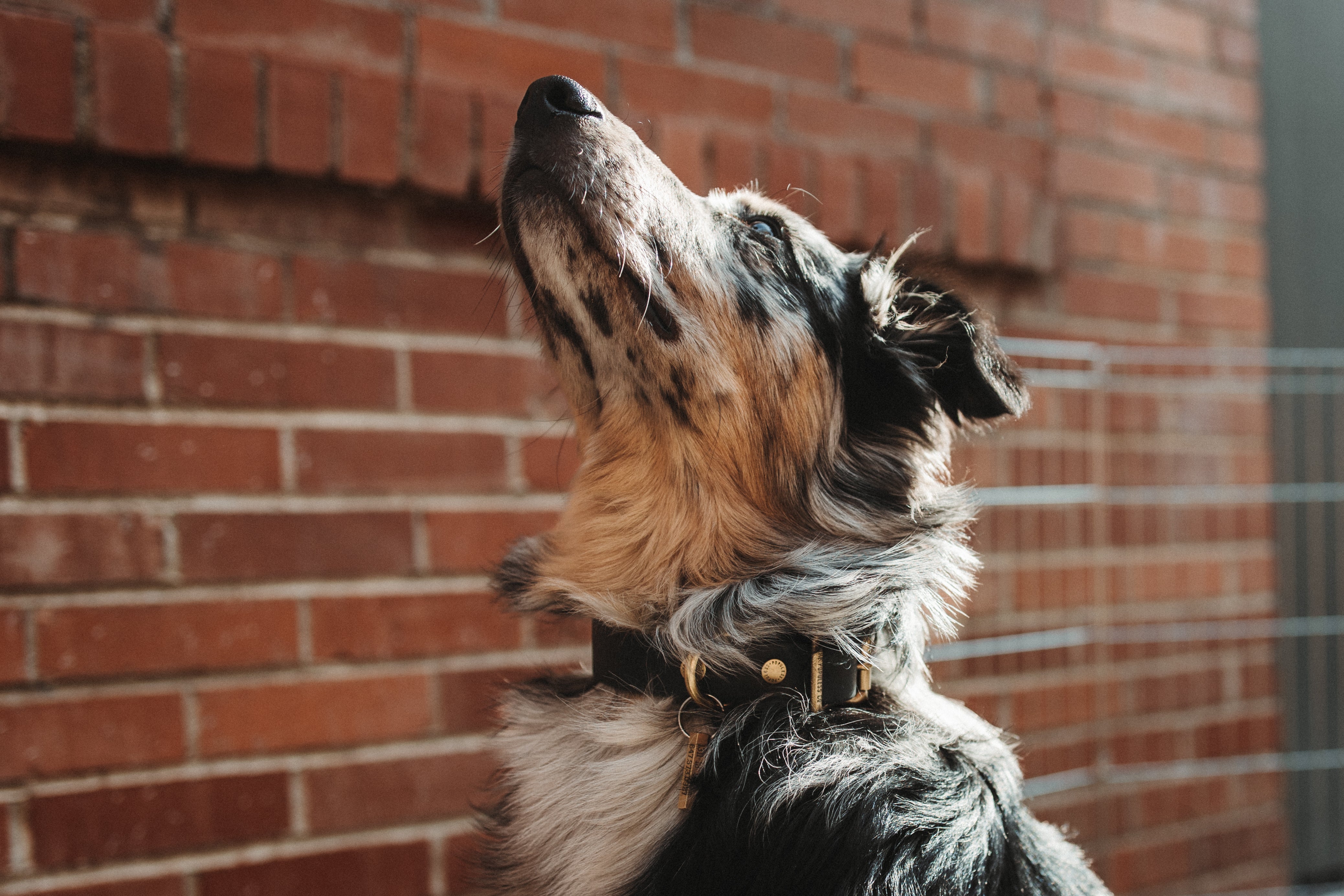 Premium The Marv Dog Collar - Adjustable Black Nylon Pet Collar with Metal Buckle for Small Medium Large Dogs - Perfect for Walking, Training & Outdoor Adventures