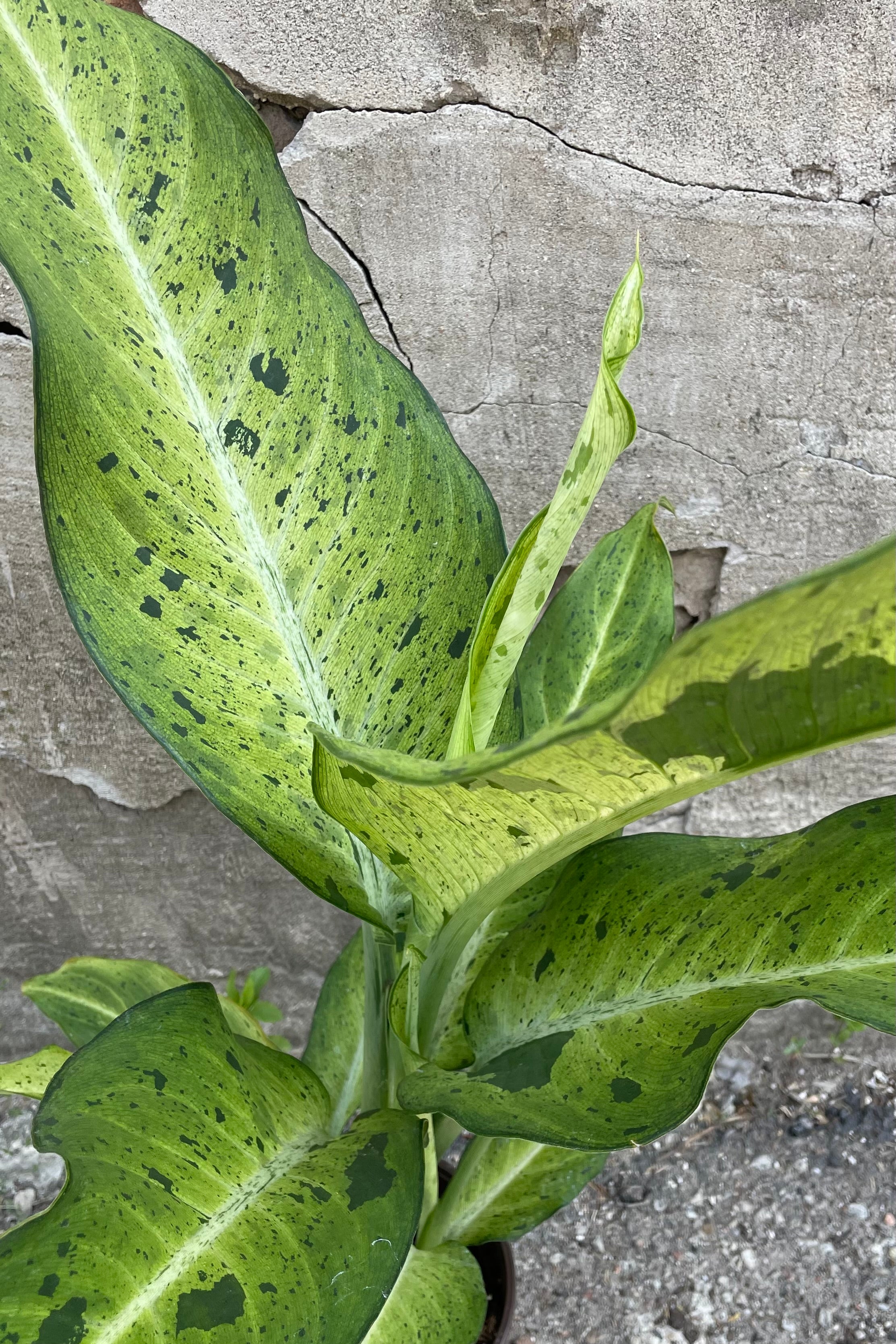 Dieffenbachia 'Camouflage' 6
