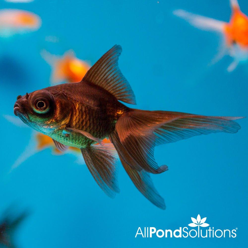 Black Moor Goldfish (Carassius auratus) - Stunning Black Fancy Goldfish for Aquariums & Ponds | Perfect for Home Decor, Office Tanks & Aquatic Displays
