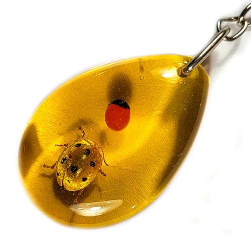 Ladybug