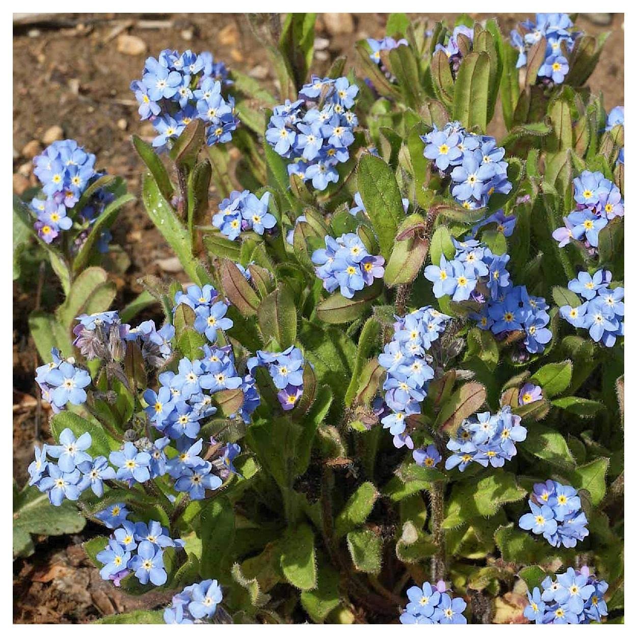 Everwilde Farms - 2000 Forget-Me-Not Wildflower Seeds - Premium Gold Vault Jumbo Seed Packet for Gardens, Bouquets & Landscaping