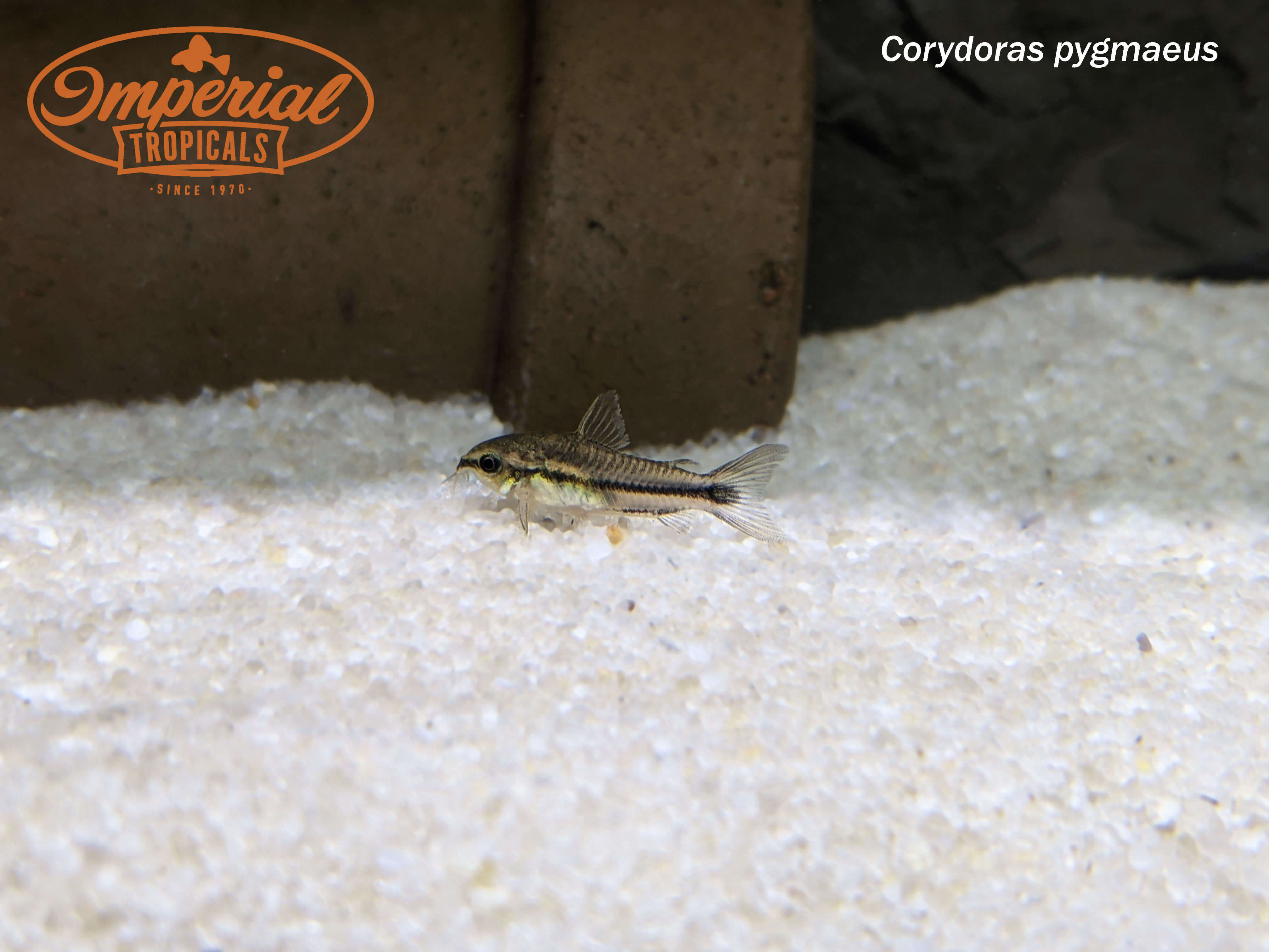 Pygmy Gastrodermus - Premium Miniature Figurine for Collectors & Tabletop Gaming | Perfect for D&D, Warhammer & Fantasy Displays
