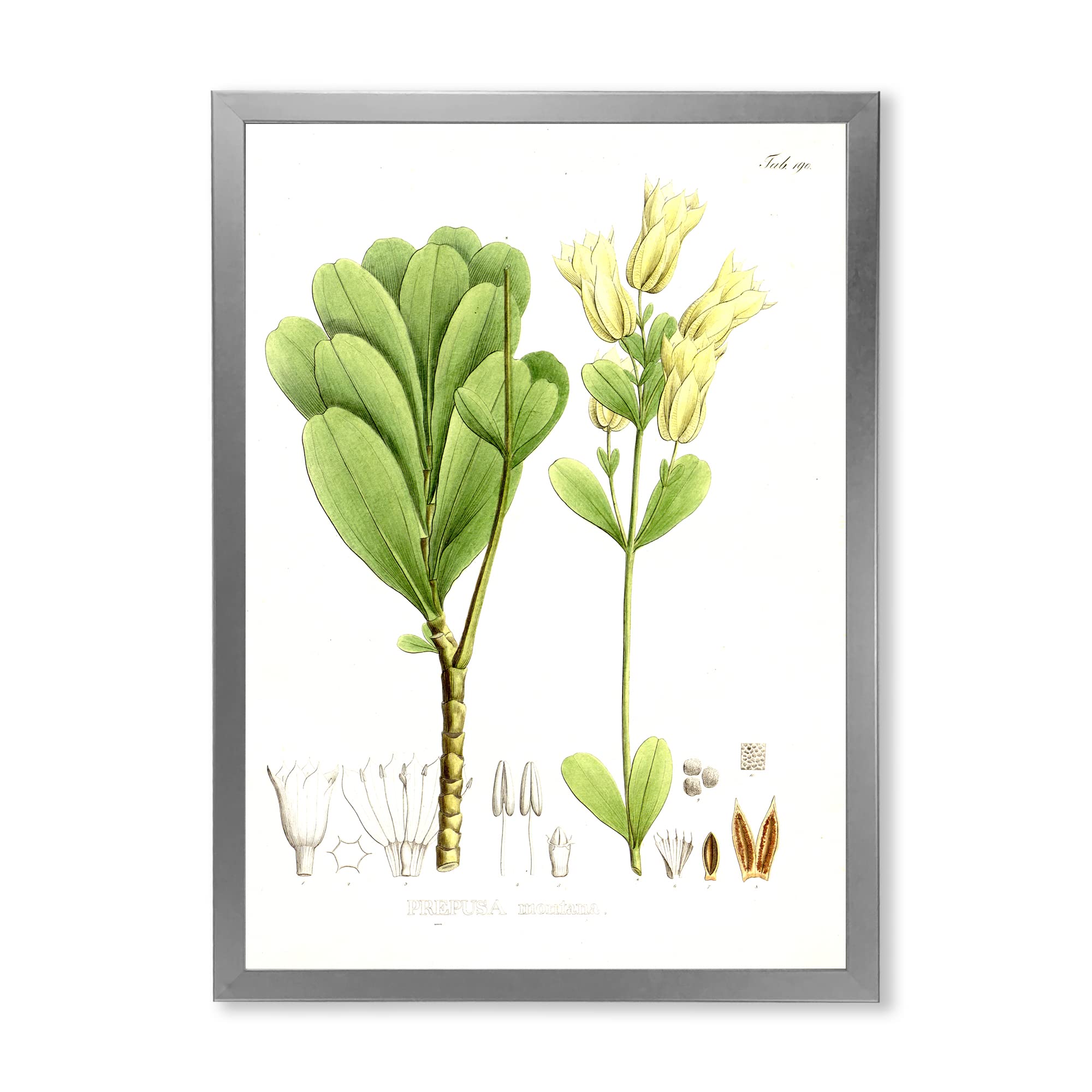 Vintage Brazilian Plant III Traditional Framed Wall Art - Handmade Botanical Decor for Living Room, Bedroom & Office