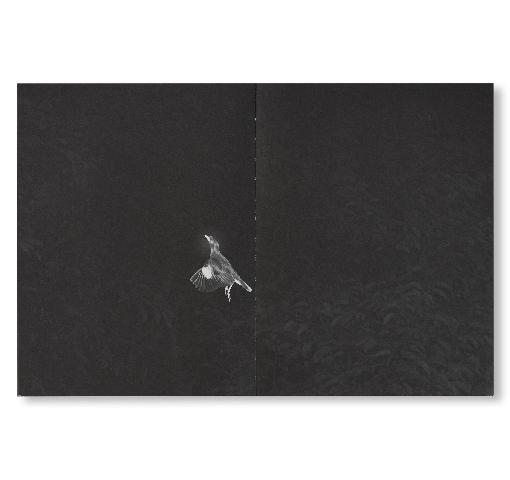 MYNAS by Robert Zhao Renhui - Unique Art Photography Prints for Home & Office Decor | Perfect for Living Rooms, Galleries, and Gift Ideas
