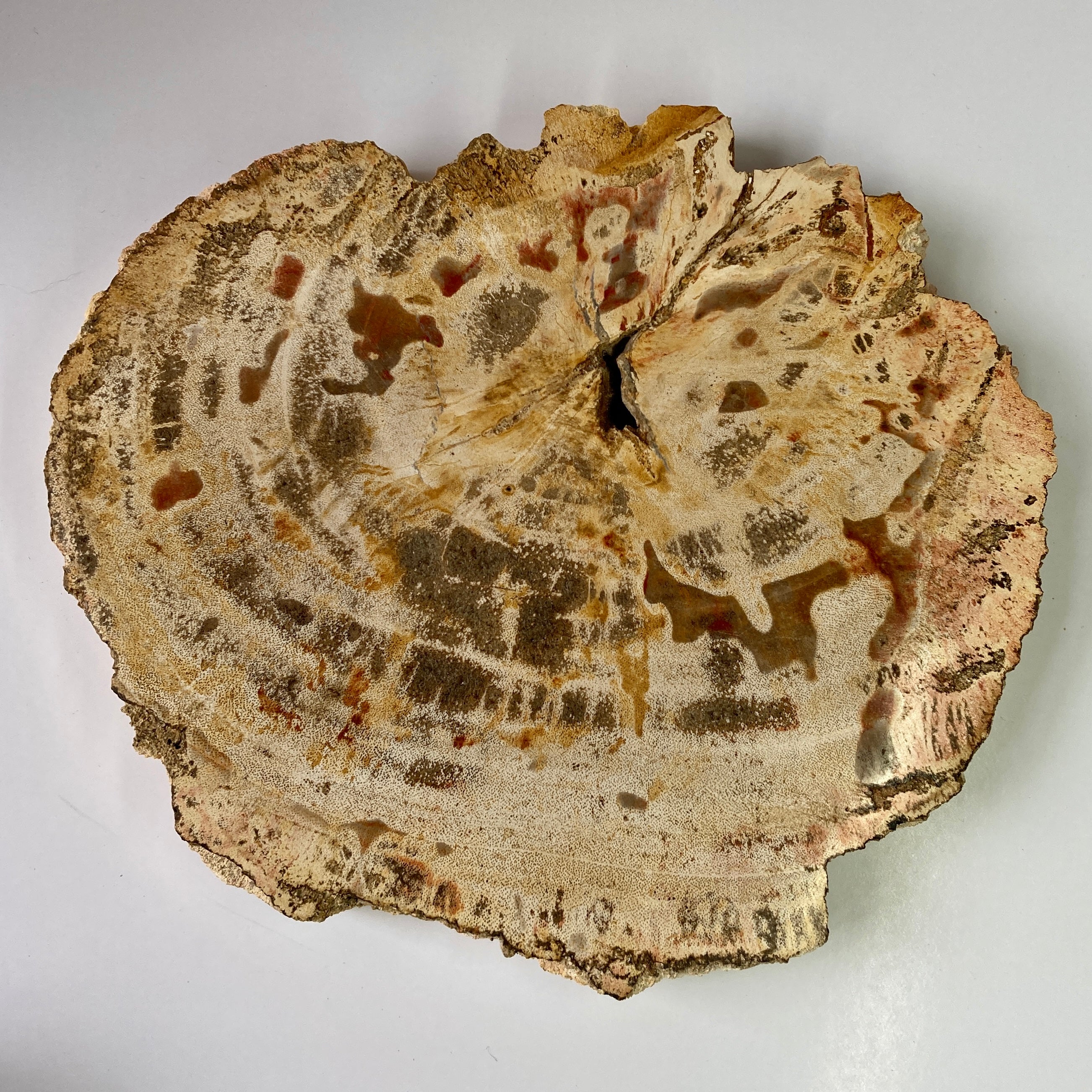 Natural Petrified Wood from Indonesia - Unique Fossilized Wood for Home Decor, Jewelry Making & Collectibles | Perfect for DIY Crafts, Gifts & Interior Design